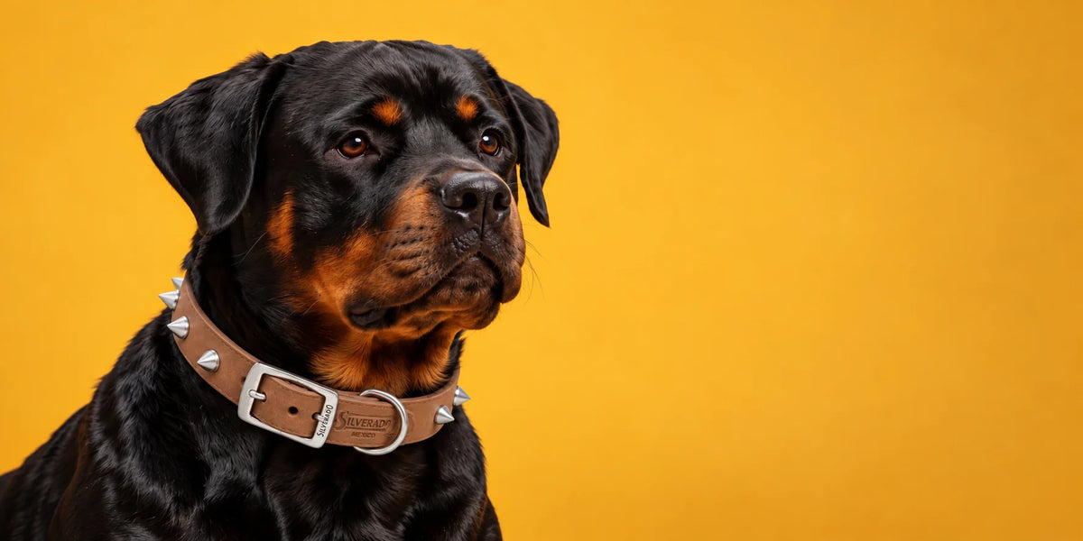 Collares de Cuero con Picos para Perro