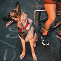 Bicidog Silverado - Paseos Seguros en Bicicleta con tu Perro